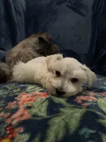 Chikis, a male Miniature Schnauzer for sale in Dallas, TX – Photo 2 of 5