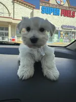 Chikis, a male Miniature Schnauzer for sale in Dallas, TX – Photo 3 of 5