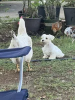 Chikis, a male Miniature Schnauzer for sale in Dallas, TX – Photo 5 of 5