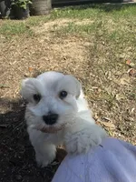 Chikis, a male Miniature Schnauzer for sale in Dallas, TX – Photo 4 of 5