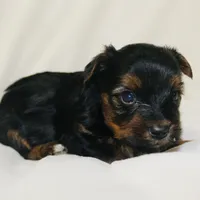 AKC Ice, a male Yorkshire Terrier for sale in Adairsville, GA – Photo 9 of 10