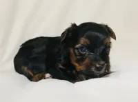 AKC Ice, a male Yorkshire Terrier for sale in Adairsville, GA – Photo 2 of 3