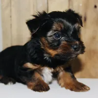 AKC Ice, a male Yorkshire Terrier for sale in Adairsville, GA – Photo 7 of 10