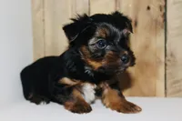AKC Ice, a male Yorkshire Terrier for sale in Adairsville, GA – Photo 1 of 3