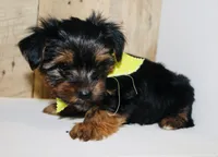 AKC Ice, a male Yorkshire Terrier for sale in Adairsville, GA – Photo 4 of 10
