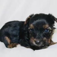 AKC Ice, a male Yorkshire Terrier for sale in Adairsville, GA – Photo 10 of 10