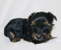 AKC Ice, a male Yorkshire Terrier for sale in Adairsville, GA – Photo 3 of 3