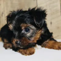 AKC Ice, a male Yorkshire Terrier for sale in Adairsville, GA – Photo 6 of 10