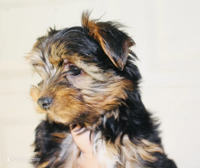 AKC Ice – Yorkshire Terrier puppy for sale in Adairsville, GA