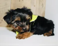 AKC Ice, a male Yorkshire Terrier for sale in Adairsville, GA – Photo 5 of 10