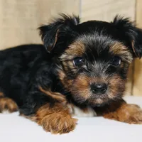 AKC Ice, a male Yorkshire Terrier for sale in Adairsville, GA – Photo 8 of 10