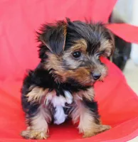 AKC Ice, a male Yorkshire Terrier for sale in Adairsville, GA – Photo 3 of 10