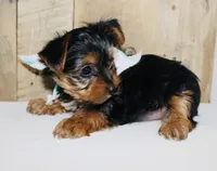 AKC Frost , a male Yorkshire Terrier for sale in Adairsville, GA – Photo 6 of 10