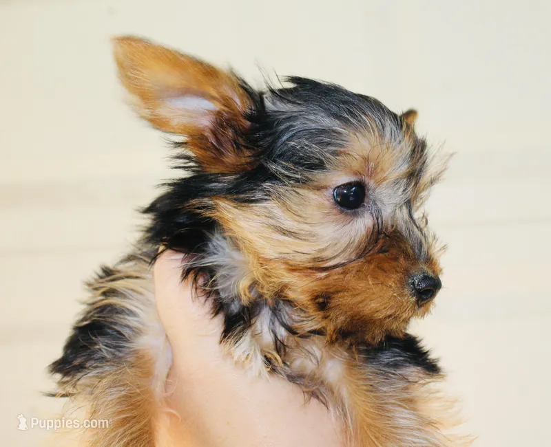 AKC Frost  – Yorkshire Terrier puppy for sale in Adairsville, GA
