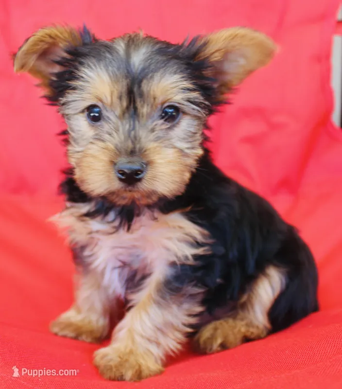 AKC Frost  – Yorkshire Terrier puppy for sale in Adairsville, GA