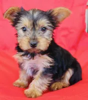 AKC Frost , a male Yorkshire Terrier for sale in Adairsville, GA – Photo 4 of 10