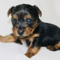 AKC Frost , a male Yorkshire Terrier for sale in Adairsville, GA – Photo 10 of 10