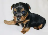 AKC Frost , a male Yorkshire Terrier for sale in Adairsville, GA – Photo 3 of 3