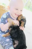 AKC Frost , a male Yorkshire Terrier for sale in Adairsville, GA – Photo 3 of 10