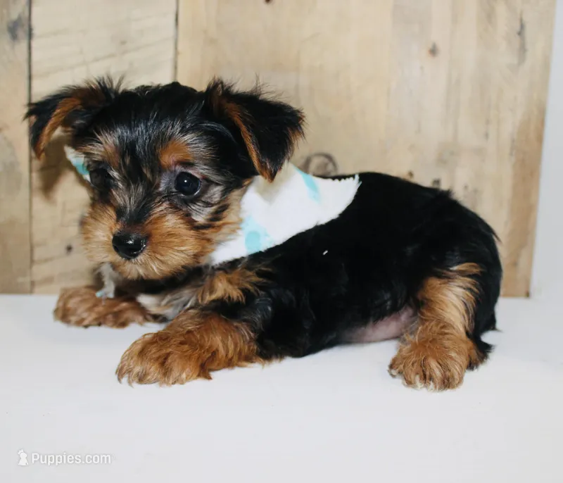 AKC Frost  – Yorkshire Terrier puppy for sale in Adairsville, GA