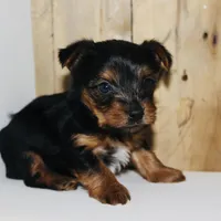 AKC Frost , a male Yorkshire Terrier for sale in Adairsville, GA – Photo 8 of 10