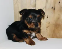AKC Frost , a male Yorkshire Terrier for sale in Adairsville, GA – Photo 1 of 3