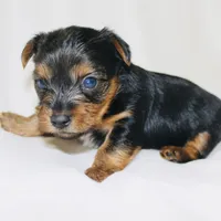 AKC Frost , a male Yorkshire Terrier for sale in Adairsville, GA – Photo 9 of 10