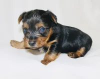 AKC Frost , a male Yorkshire Terrier for sale in Adairsville, GA – Photo 2 of 3