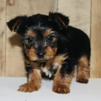 AKC Frost , a male Yorkshire Terrier for sale in Adairsville, GA – Photo 7 of 10