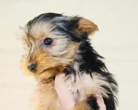 AKC Frost , a male Yorkshire Terrier for sale in Adairsville, GA – Photo 2 of 10
