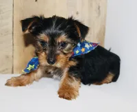 AKC Storm, a male Yorkshire Terrier for sale in Adairsville, GA – Photo 6 of 10