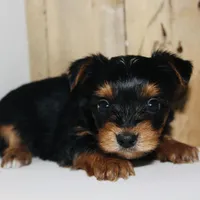 AKC Storm, a male Yorkshire Terrier for sale in Adairsville, GA – Photo 8 of 10
