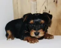 AKC Storm, a male Yorkshire Terrier for sale in Adairsville, GA – Photo 1 of 3