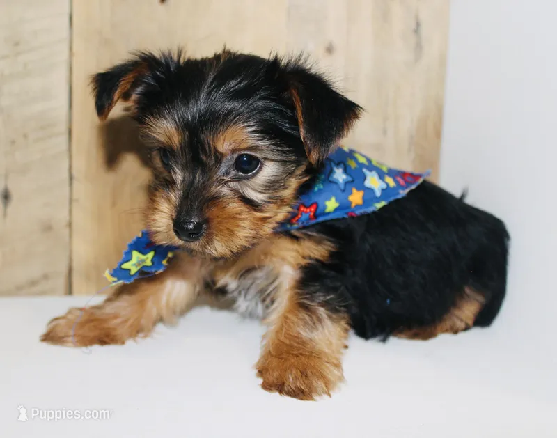 AKC Storm – Yorkshire Terrier puppy for sale in Adairsville, GA