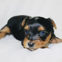 AKC Storm, a male Yorkshire Terrier for sale in Adairsville, GA – Photo 9 of 10