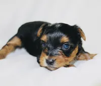 AKC Storm, a male Yorkshire Terrier for sale in Adairsville, GA – Photo 2 of 3