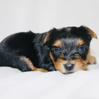 AKC Storm, a male Yorkshire Terrier for sale in Adairsville, GA – Photo 10 of 10