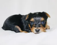 AKC Storm, a male Yorkshire Terrier for sale in Adairsville, GA – Photo 3 of 3