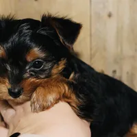 AKC Storm, a male Yorkshire Terrier for sale in Adairsville, GA – Photo 7 of 10