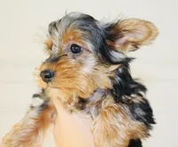 AKC Storm, a male Yorkshire Terrier for sale in Adairsville, GA – Photo 2 of 10