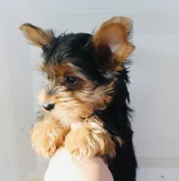 AKC Storm, a male Yorkshire Terrier for sale in Adairsville, GA – Photo 3 of 10