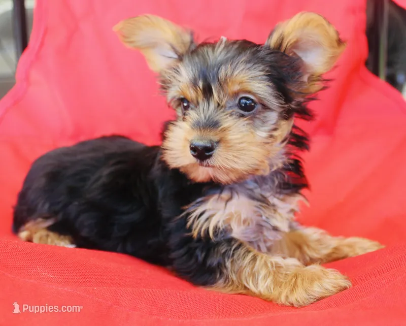 AKC Storm – Yorkshire Terrier puppy for sale in Adairsville, GA
