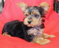 AKC Storm, a male Yorkshire Terrier for sale in Adairsville, GA – Photo 4 of 10