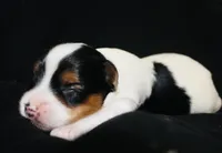 AKC Lilo, a female Yorkshire Terrier for sale in Adairsville, GA – Photo 3 of 4