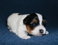 AKC Lilo, a female Yorkshire Terrier for sale in Adairsville, GA – Photo 2 of 4