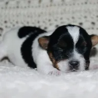 Yorkie AKC Parti, a male Yorkshire Terrier for sale in Adairsville, GA – Photo 9 of 9