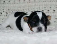 Yorkie AKC Parti, a male Yorkshire Terrier for sale in Adairsville, GA – Photo 9 of 9