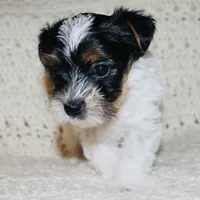 Yorkie AKC Parti, a male Yorkshire Terrier for sale in Adairsville, GA – Photo 5 of 9