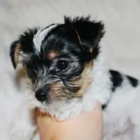 Yorkie AKC Parti, a male Yorkshire Terrier for sale in Adairsville, GA – Photo 2 of 9