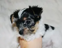 Yorkie AKC Parti, a male Yorkshire Terrier for sale in Adairsville, GA – Photo 2 of 9